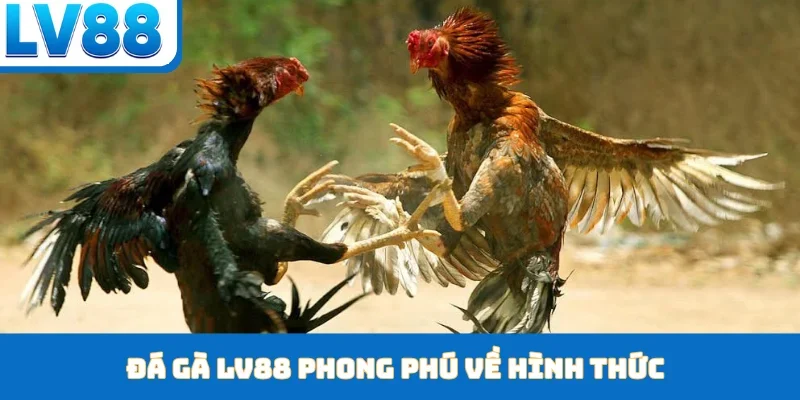 Đá gà LV88 phong phú về hình thức